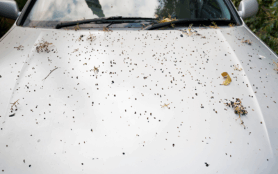 How to Remove Contaminants (Sap, Bird Droppings, Bugs) Safely
